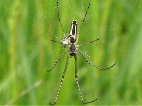 Tetragnatha sp.